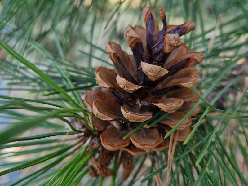 PinoPlex - Bioinspiration for smooth and moisturised hair