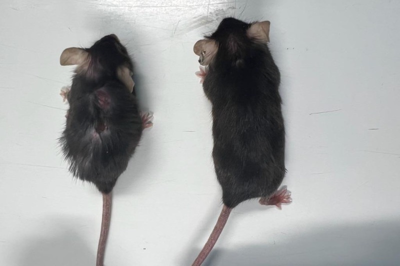 Identical twin mice: left, aged normally without intervention; right, received anti-IL-11 antibody treatment